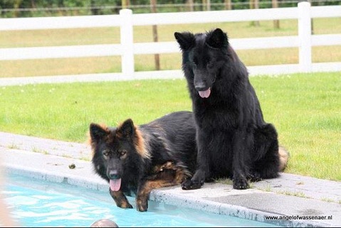 Juli 2010, Yomi & Shendor aan de rand van het zwembad